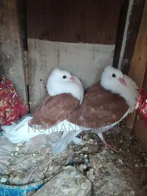 A pair of Raj Golla pigeon chicks for sale