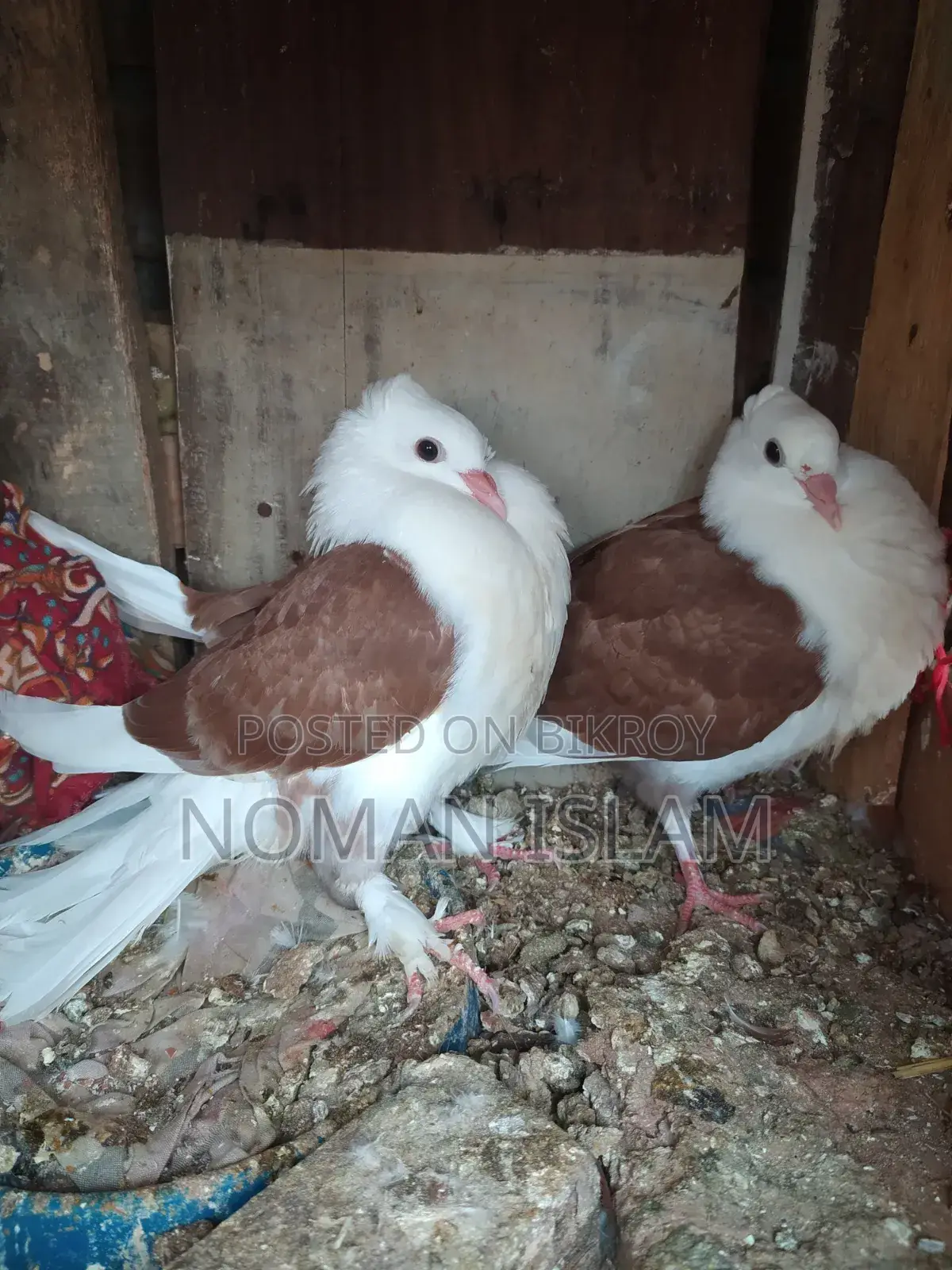 A pair of Raj Golla pigeon chicks for sale