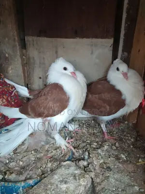 A pair of Raj Golla pigeon chicks for sale