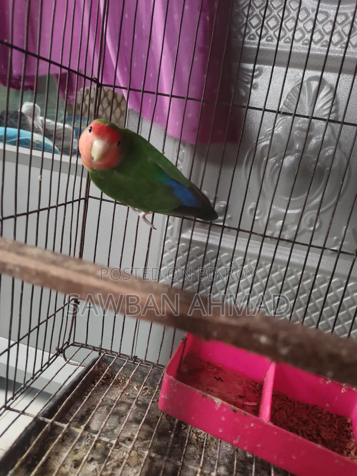 Running Lovebirds