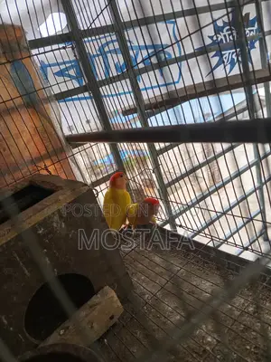 Love Bird (1 pair) (Male and Female)