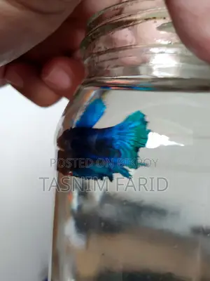 সুন্দর ফুল-ব্লু Female Betta Fish বিক্রয় হবে