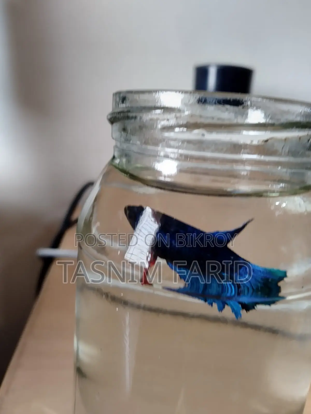 সুন্দর ফুল-ব্লু Female Betta Fish বিক্রয় হবে
