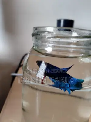 সুন্দর ফুল-ব্লু Female Betta Fish বিক্রয় হবে