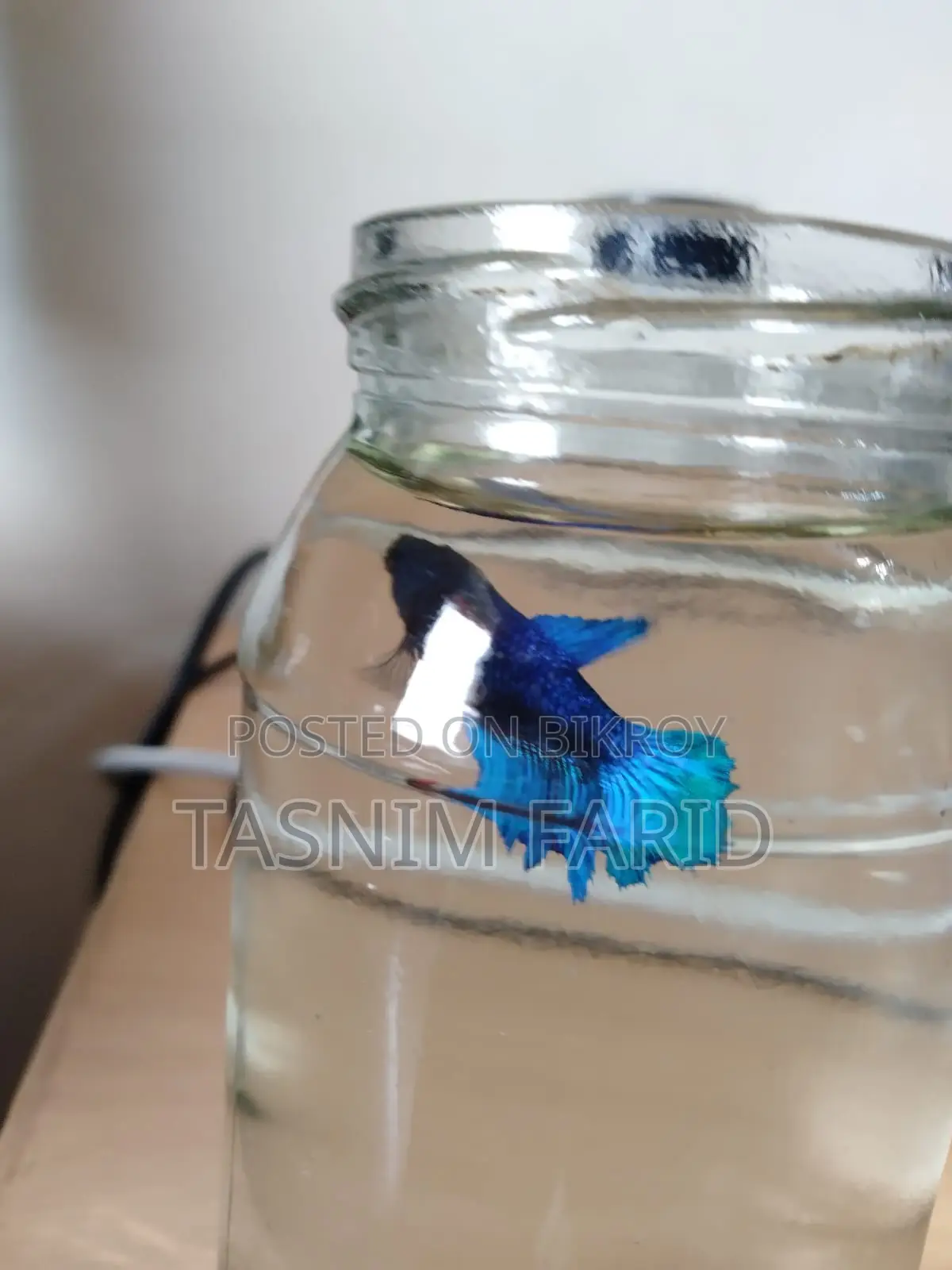 সুন্দর ফুল-ব্লু Female Betta Fish বিক্রয় হবে