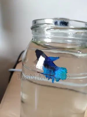 সুন্দর ফুল-ব্লু Female Betta Fish বিক্রয় হবে