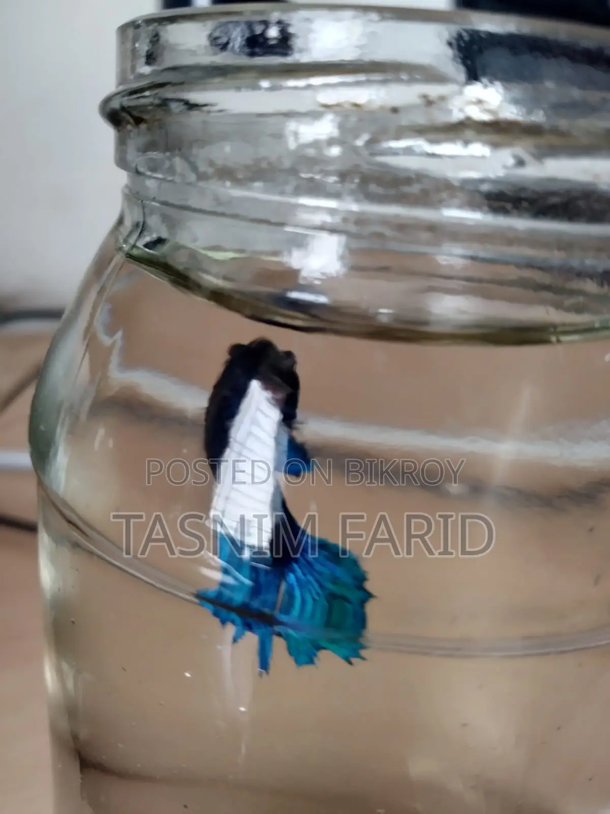 সুন্দর ফুল-ব্লু Female Betta Fish বিক্রয় হবে