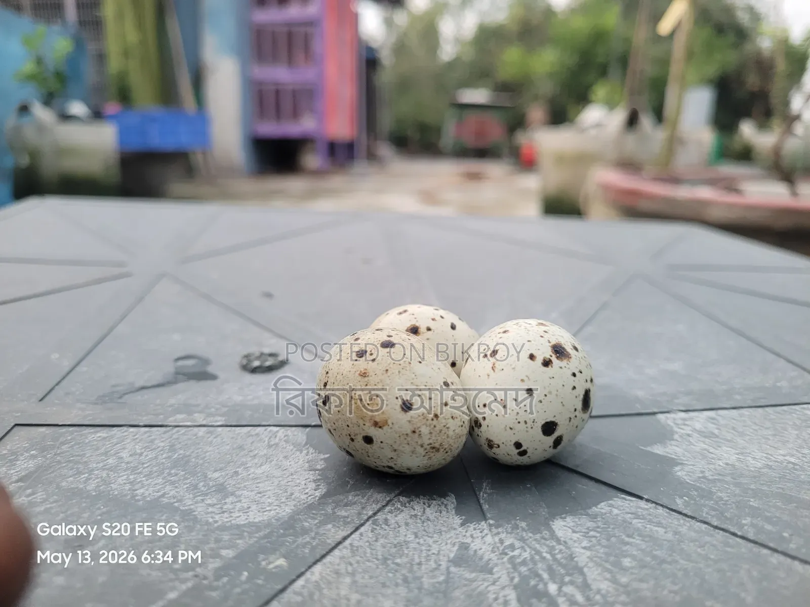 European White Giant Coturnix Quail and Hatching Eggs