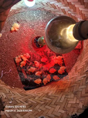 European White Giant Coturnix Quail and Hatching Eggs