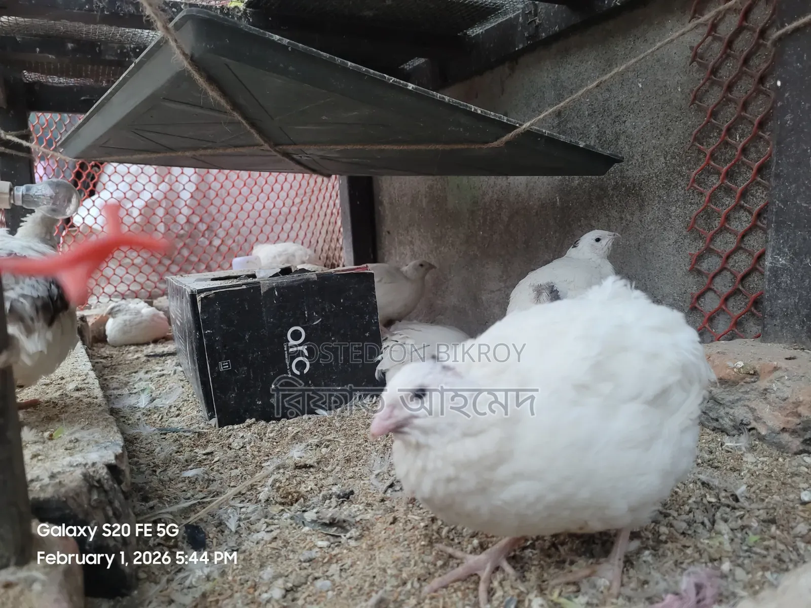 European White Giant Coturnix Quail and Hatching Eggs