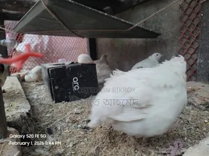 European White Giant Coturnix Quail and Hatching Eggs