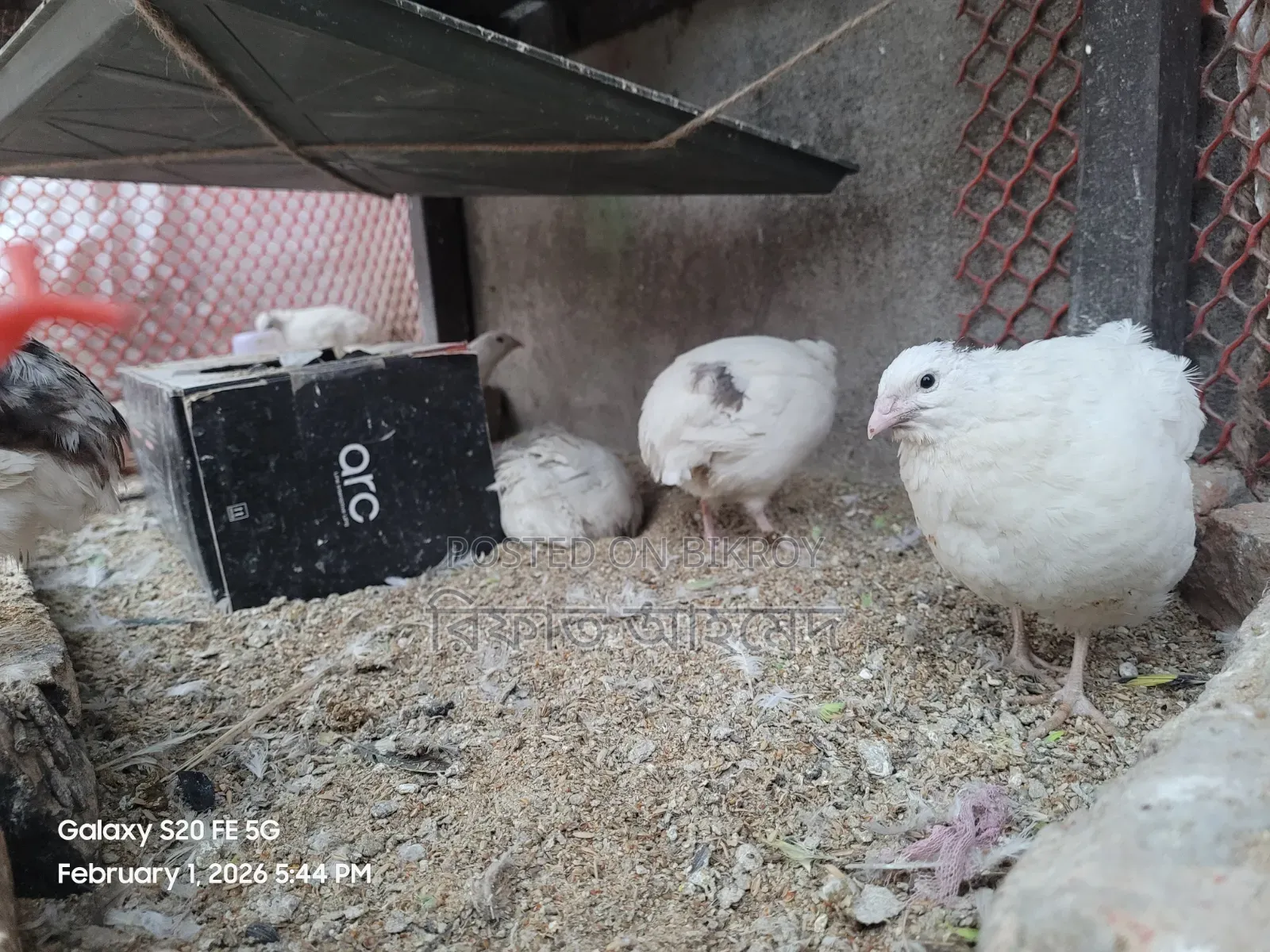 European White Giant Coturnix Quail and Hatching Eggs