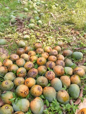 Rajshahi Mangoes