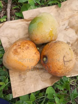 Rajshahi Mangoes