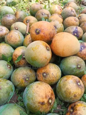 Rajshahi Mangoes