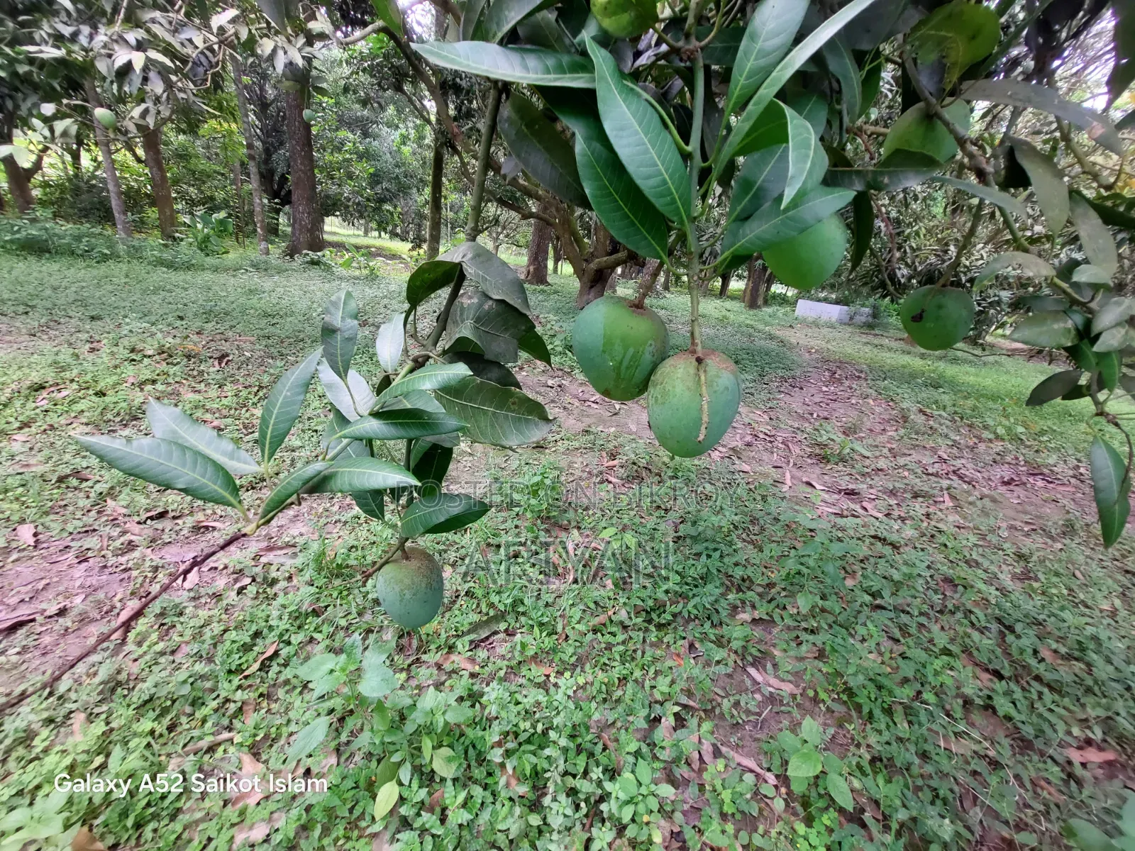 Rajshahi Mangoes