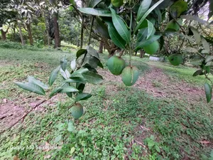 Rajshahi Mangoes