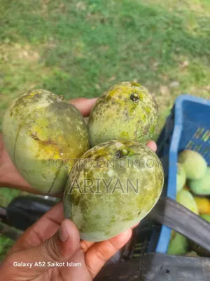 Rajshahi Mangoes