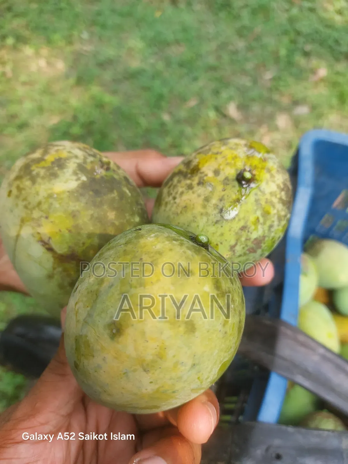 Rajshahi Mangoes