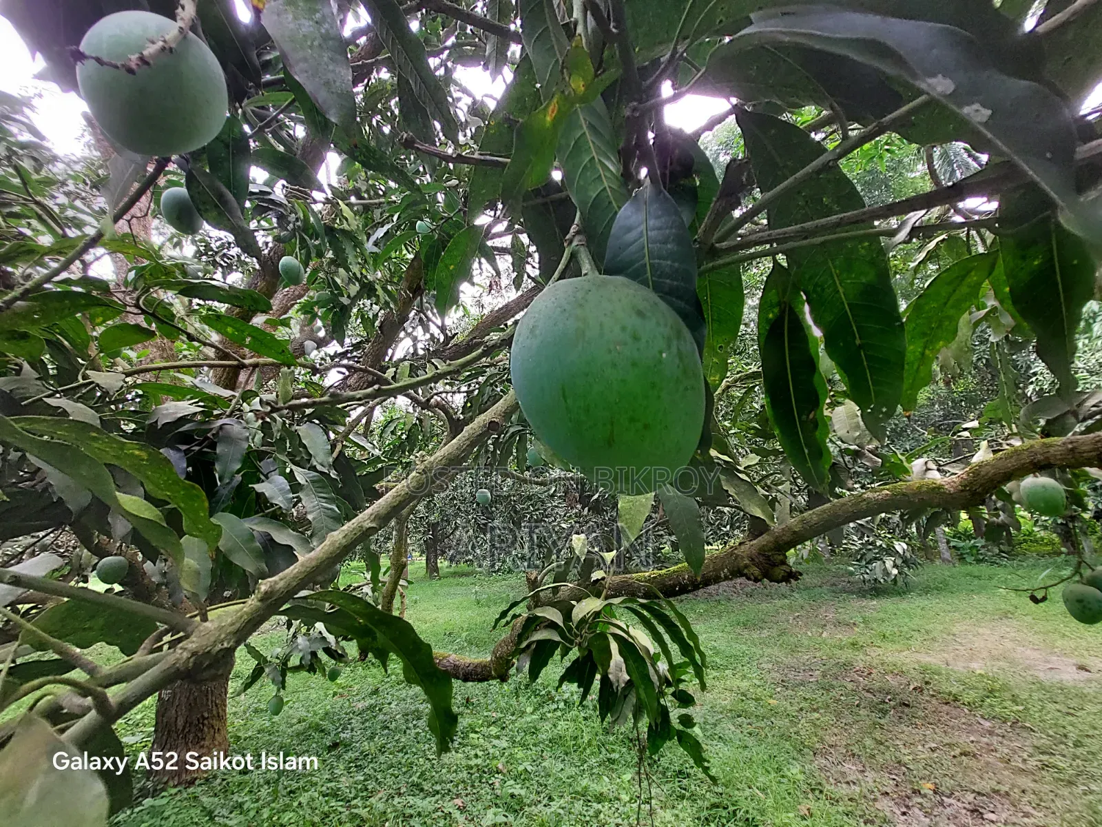 Rajshahi Mangoes