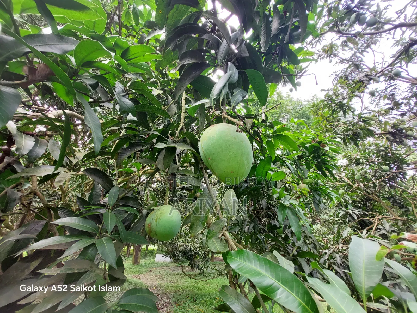 Rajshahi Mangoes