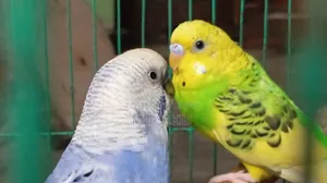 Budgerigar birds for sale. (Including cage)