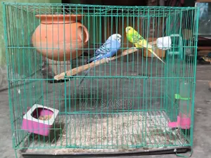 Budgerigar birds for sale. (Including cage)