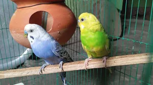 Budgerigar birds for sale. (Including cage)