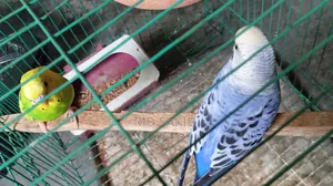 Budgerigar birds for sale. (Including cage)