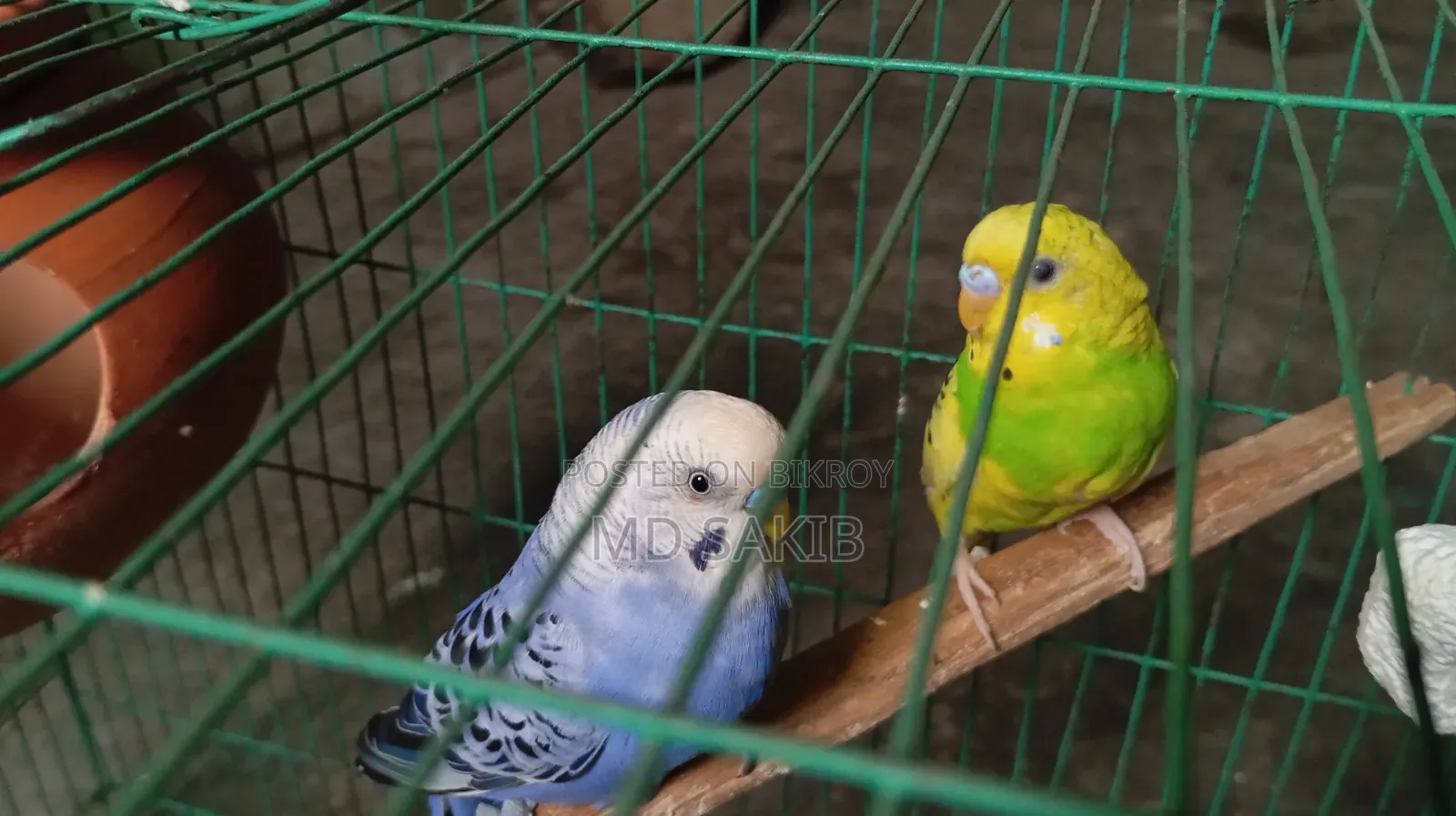 Budgerigar birds for sale. (Including cage)