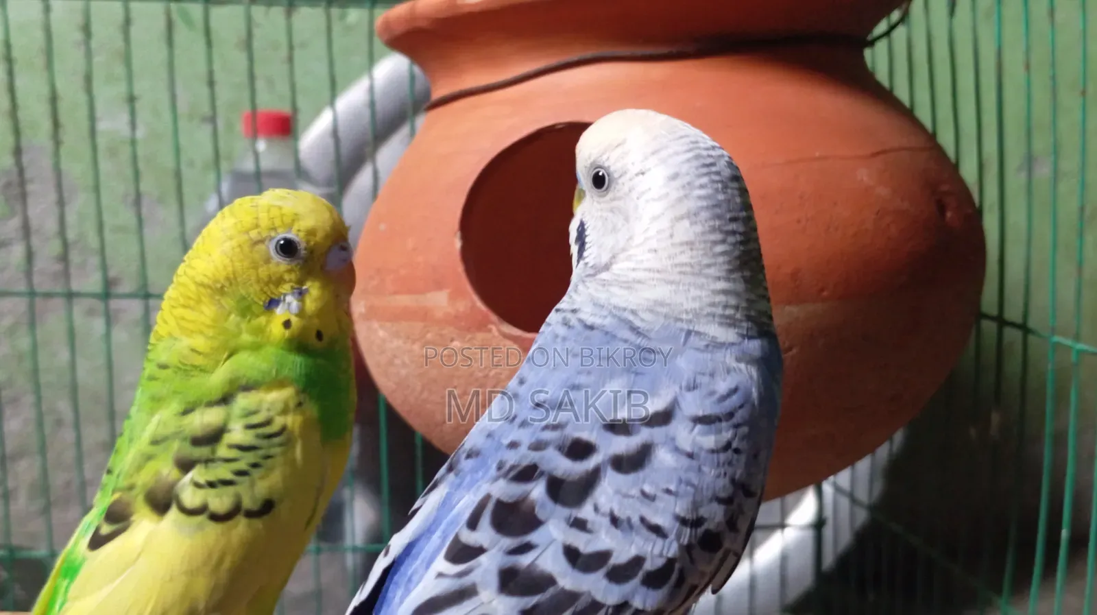 Budgerigar birds for sale. (Including cage)