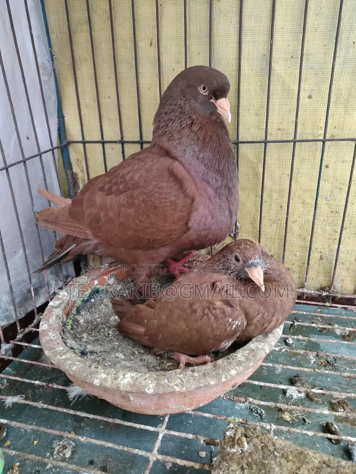 King Pigeon Baby