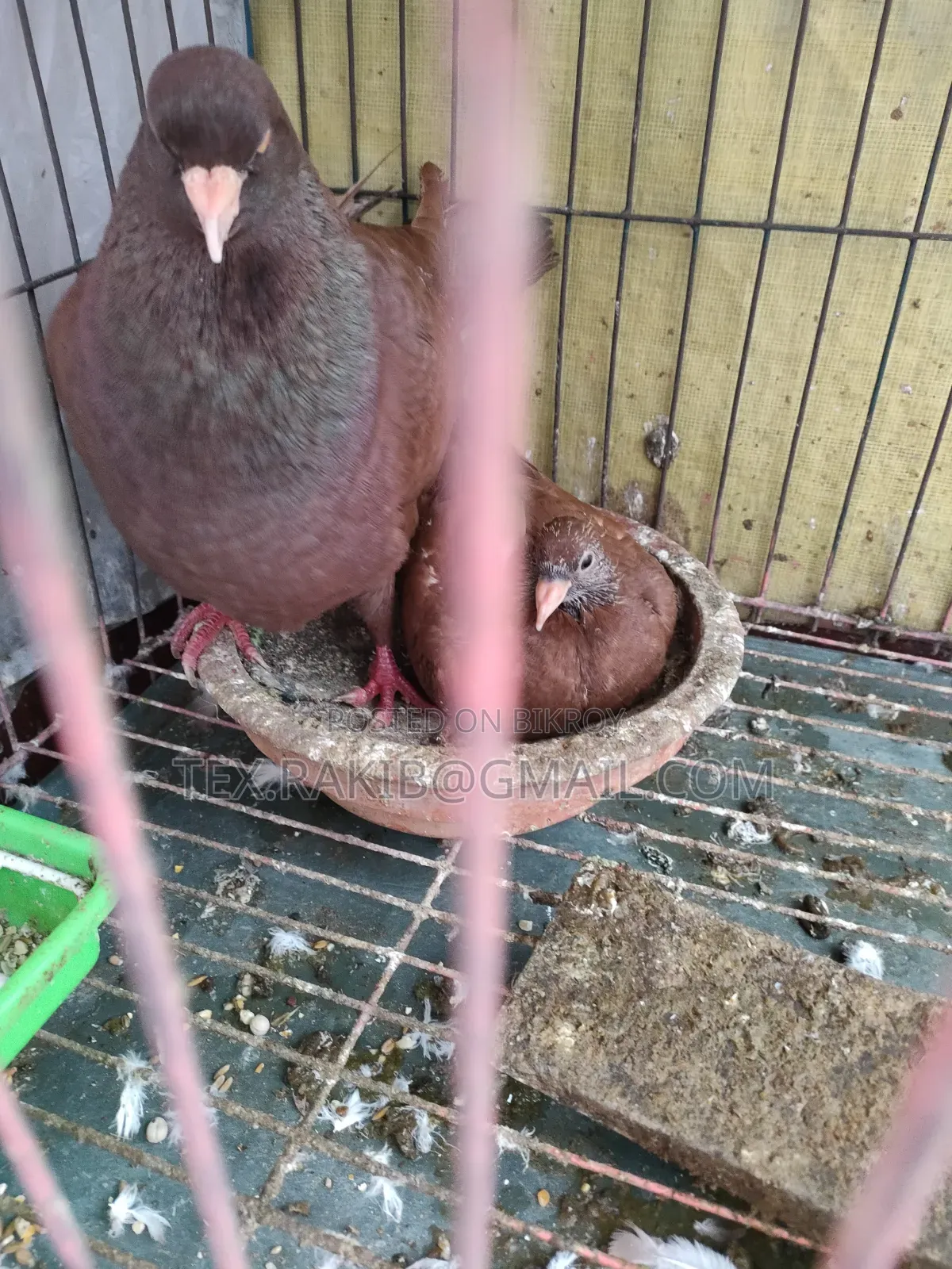 King Pigeon Baby