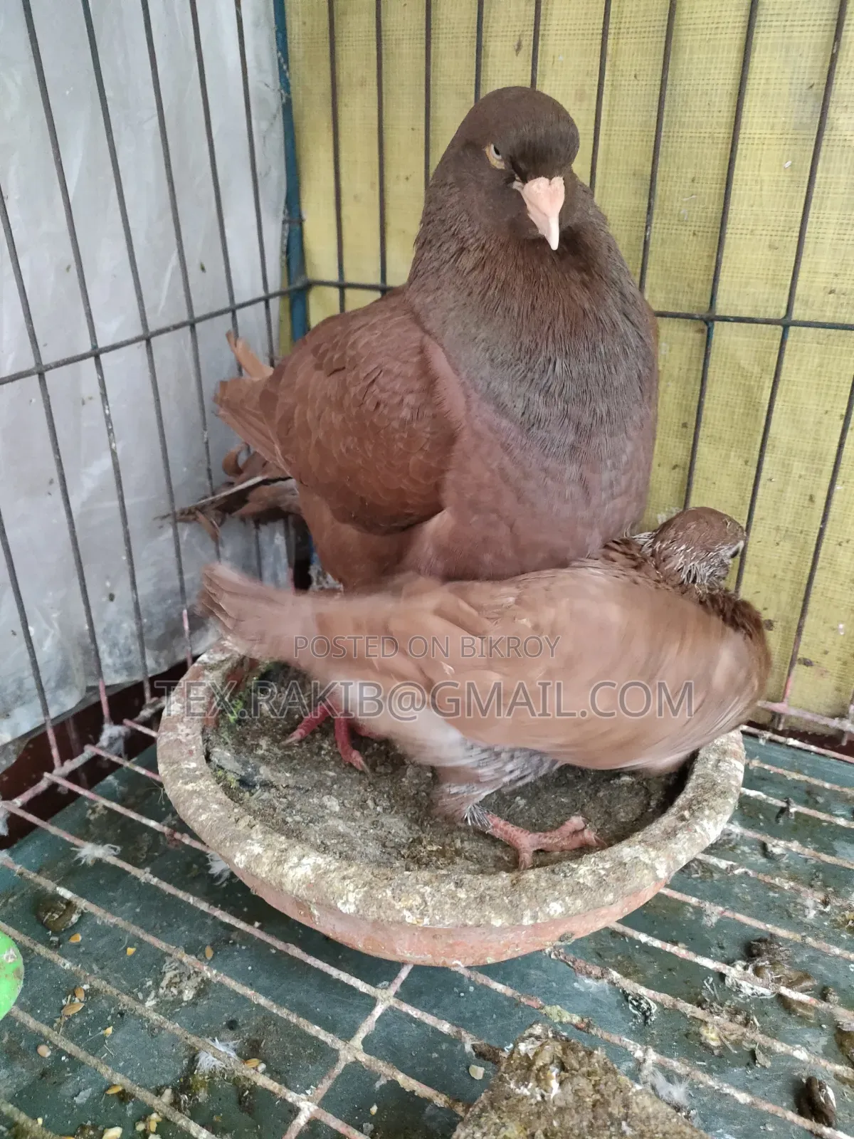 King Pigeon Baby