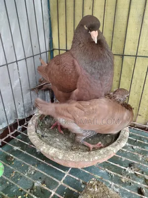 King Pigeon Baby