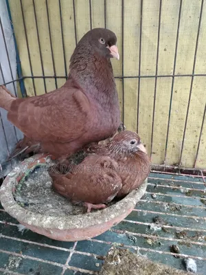 King Pigeon Baby