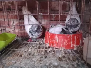 Giribaz Pigeon