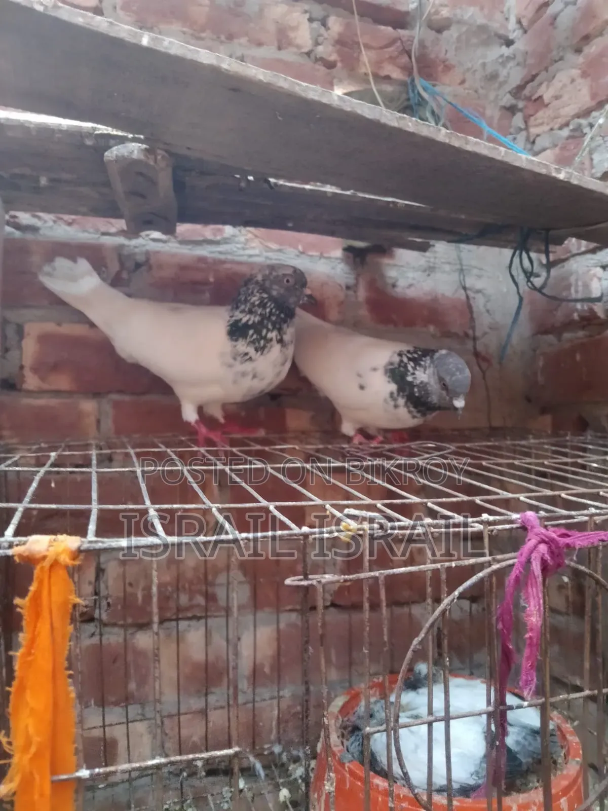 Giribaz Pigeon