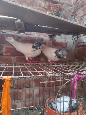 Giribaz Pigeon