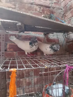 Giribaz Pigeon