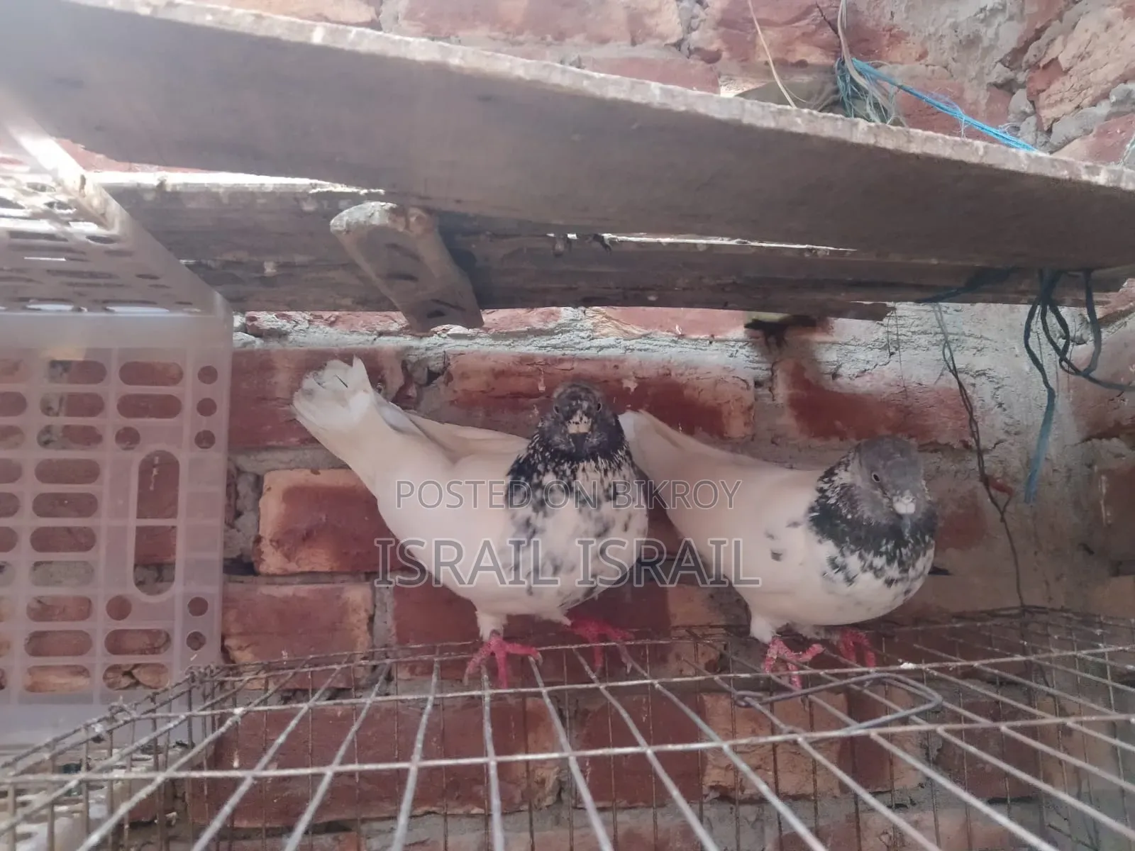 Giribaz Pigeon