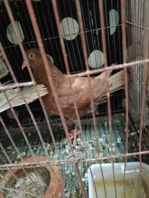 King Pigeon Baby