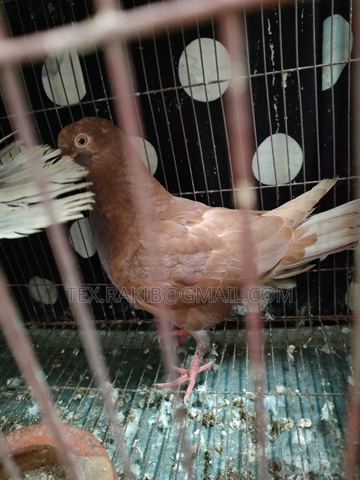 King Pigeon Baby