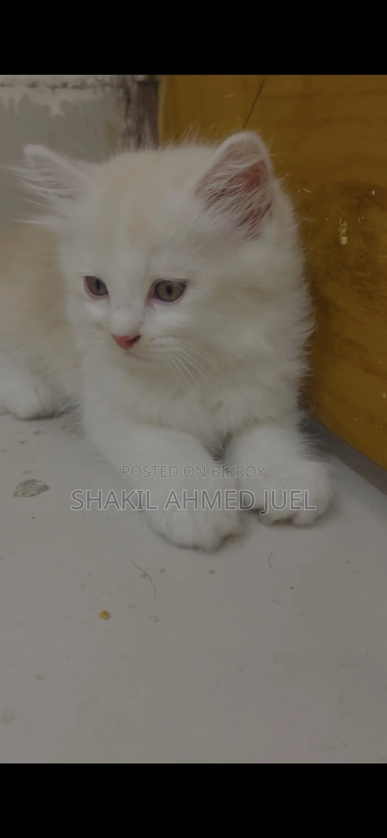 1-3 Months Male Purebred Persian