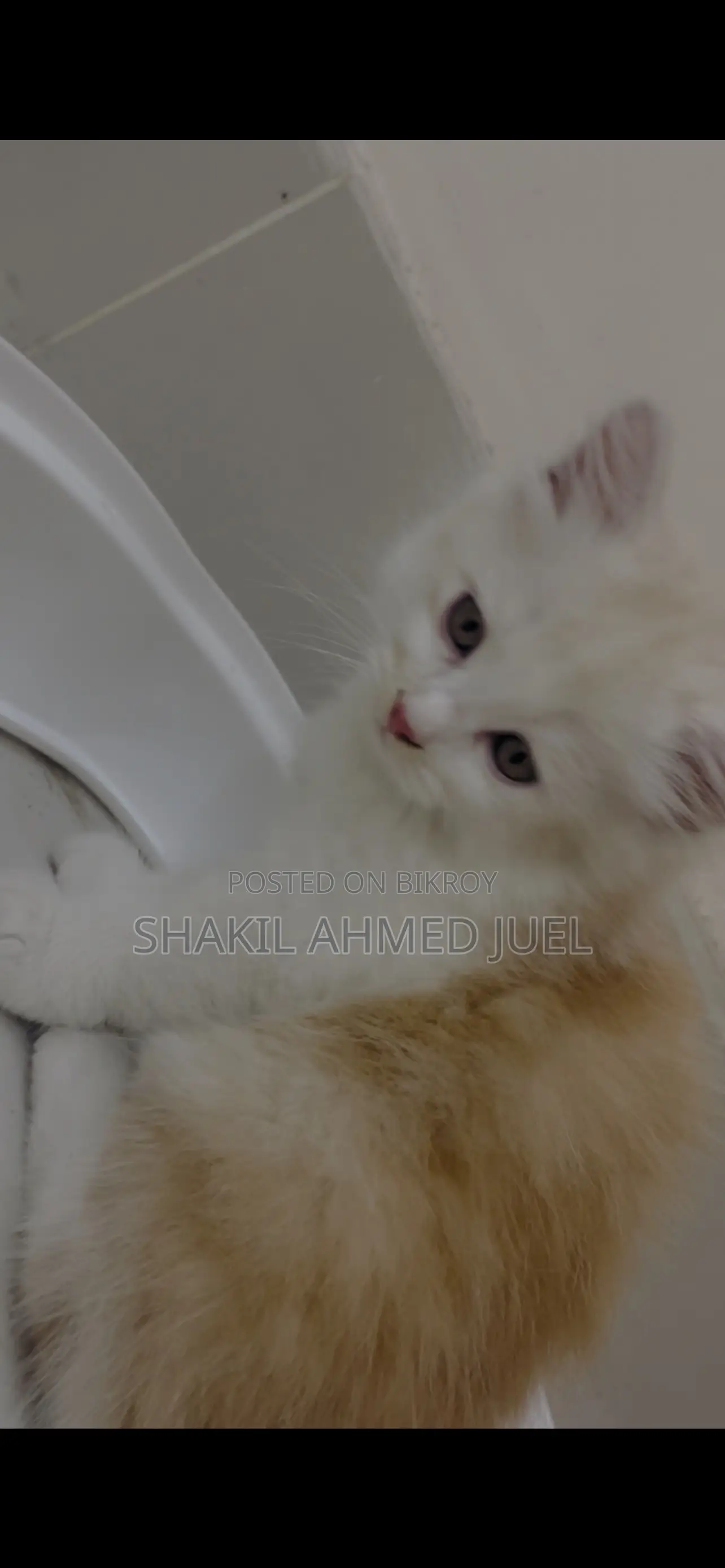 1-3 Months Male Purebred Persian