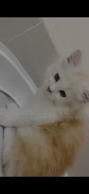 1-3 Months Male Purebred Persian