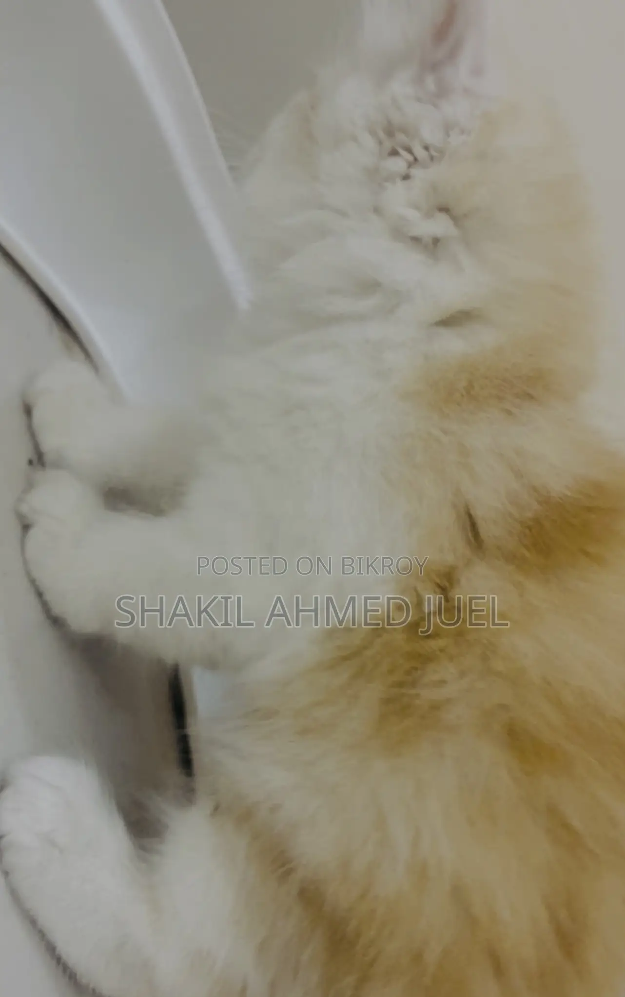 1-3 Months Male Purebred Persian