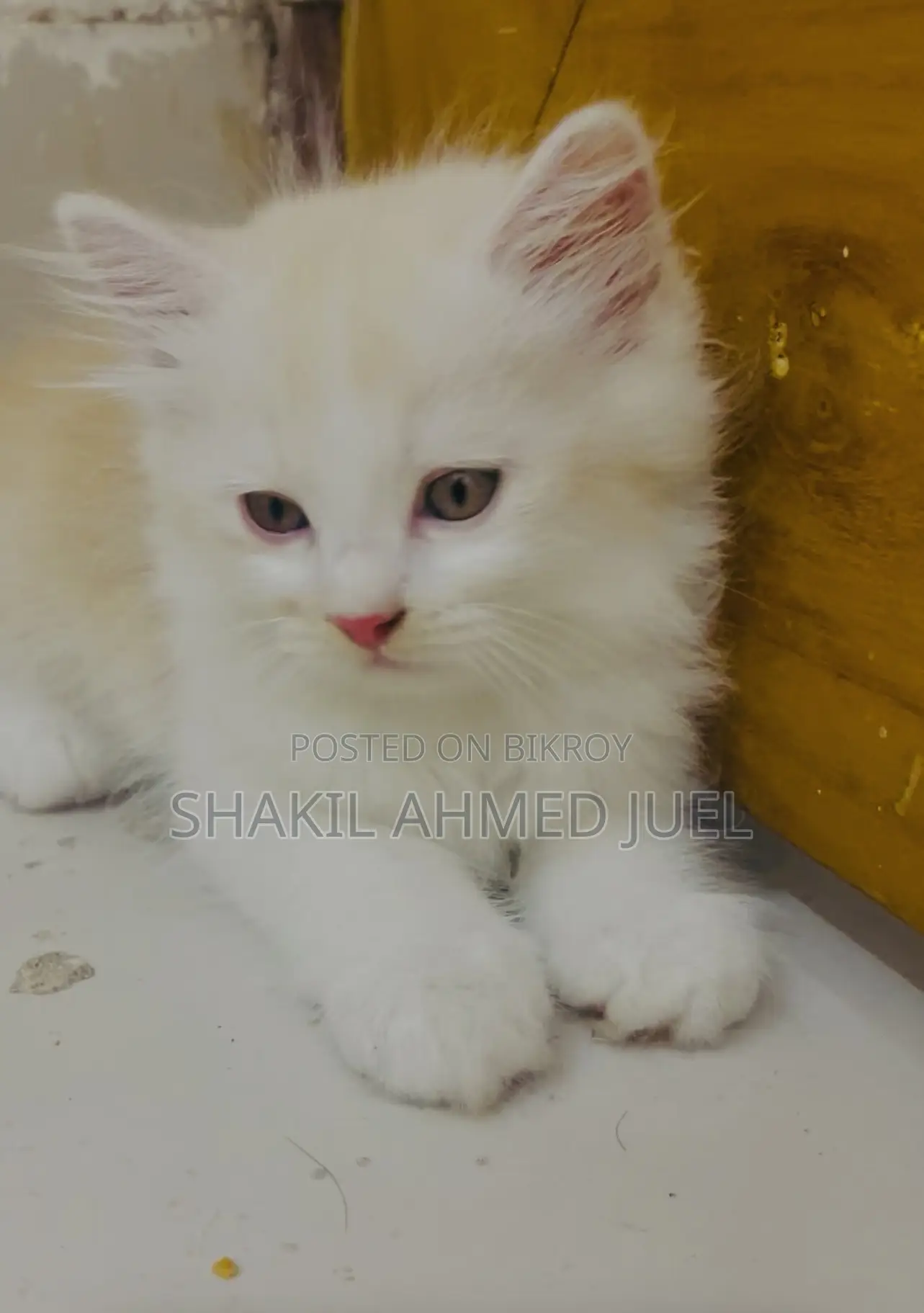 1-3 Months Male Purebred Persian