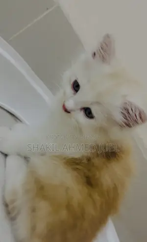 1-3 Months Male Purebred Persian