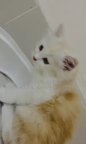 1-3 Months Male Purebred Persian